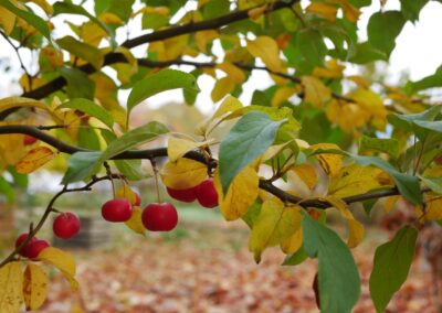 cherries on a branch